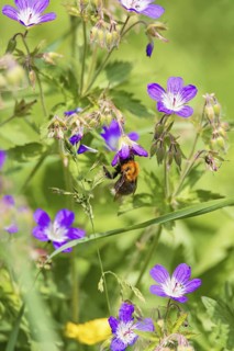 Flowering Wood cranesbill (Geranium sylvaticum) wildflower with a pollinating bumblebee on a sunny