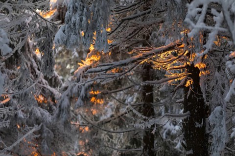 The warm light of the last rays of the sun at sunset falls through the snow-covered trees decorated
