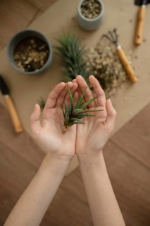 Hands cradle a small haworthia plant, surrounded by gardening tools and pots, on a wooden table. A