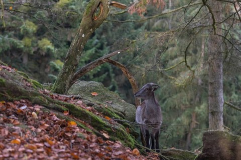 One female Himalayan Tahr (Hemitragus jemlahicus) standing on rocks in a forest. Green forest in