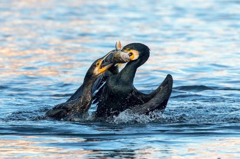Great Cormorant (Phalacrocorax carbo) fighting for a European perch (Perca fluviatilis) prey,
