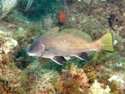 Mullet (Sciaena umbra Corvina nigra)