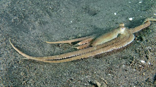 A marbled octopus (Amphioctopus aegina) moves purposefully across the sandy seabed, Puri Jati dive