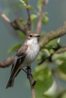 Ficedula hypoleuca, pied flycatcher, mourning snapper, mourning snapper, birds, high size, portrait