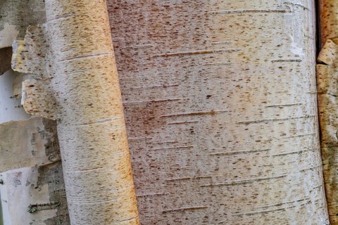 Birch bark, Lapland, Sweden, June 2020