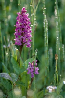 Broad-leaved fingerroot, broad-leaved marsh orchid, dactylorhiza majalis, orchid herb, orchidaceae,