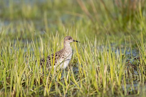 Ruff (Philomachus pugnax), female, Ochsenmoor, Dümmer, Lemförde, Lower Saxony, Germany