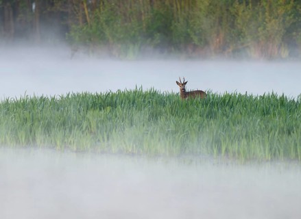 Roe deer (Capreolus capreolus), roe buck in winter coat, winter cover standing in a wet meadow, in