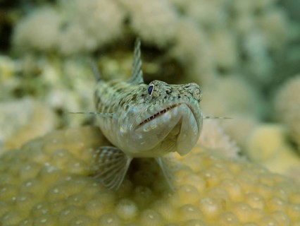 Reef lizardfish (Synodus variegatus)