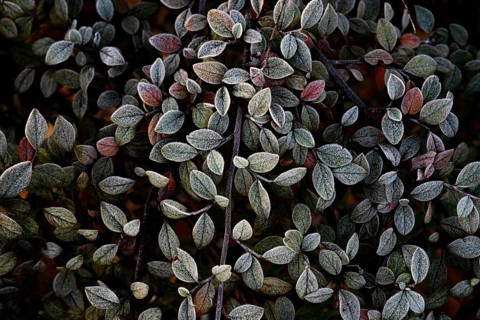 Close-up of Cotoneaster leaves, displaying a delicate frost layer and subtle autumn colors. The