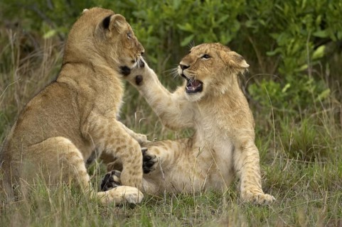 African Lion (Panthera leo) two cubs indulge in a funfight, Masai Mara, Kenya