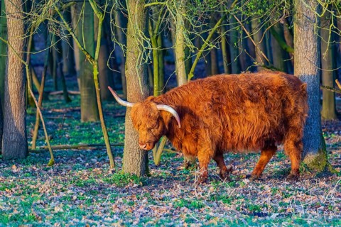 One Highland cow (Bos (primigenius) taurus) stands at a forest edge