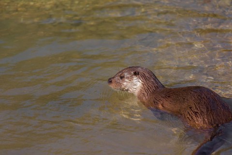 One Eurasian otter (Lutra lutra), swims in a small river