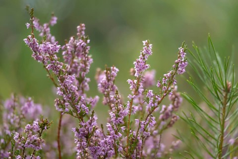 Broomheather, Calluna vulgaris, Ericaceae, heather, common heather, flora, heather, ling, plants,