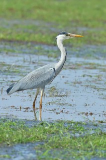 Grey heron (Ardea cinerea), standing in the shallow water of a moor, Ochsenmoor, Dümmer See, Hüde,