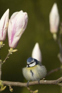 Blue tit (Cyanistes Caeruleus) adult bird on a garden Magnolia tree branch with blossom in spring,