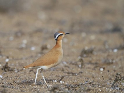 Cream-colored Courser (Cursorius cursor), Lanzarote, Spain
