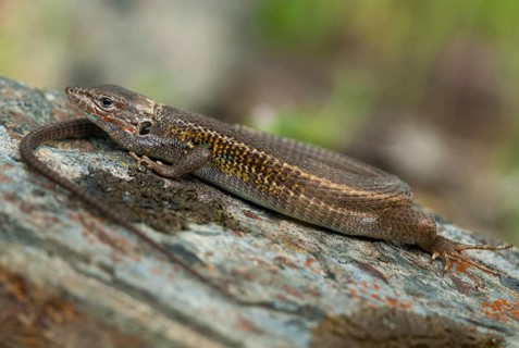 Algerian Sand Racer, Algerian Sandstrider, Psammodromus Algirus, Critters, Lizards, Extremadura,