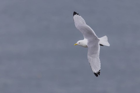 Black-legged kittiwake (Rissa tridactyla), in flight, Ekkeroy, Varangerfjord, Norway