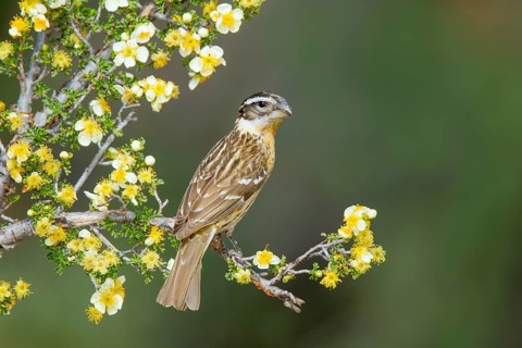 Black-headed Grosbeak Pheucticus melanocephalus Madera Canyon, Santa Cruz County, Arizona, United
