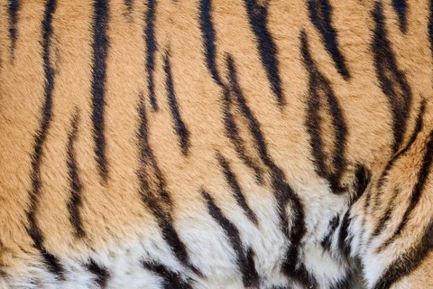 Siberian tiger (Panthera tigris altaica) fur, detail, Germany