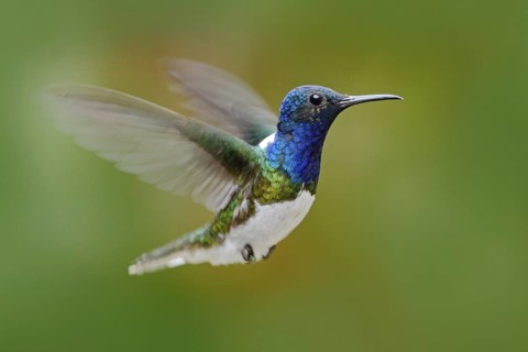 Flying hummingbird. Action scene from nature, hummingbird in fly. Hummingbird in the forest. Flying