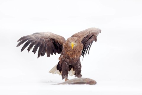 White-tailed Eagle, Haliaeetus albicilla, bird of prey with caught fish carp in snowy winter scene,