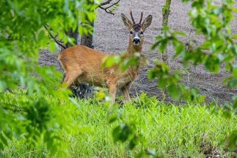 Roe deer (Capreolus capreolus) Buck rutting Germany