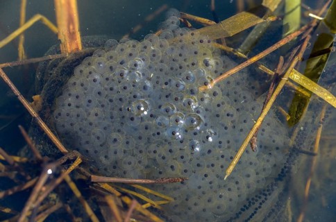 Agile frog, bufo bufo, common toad, rana dalmatina, jumping frog, amphibians, amphibians, frog,