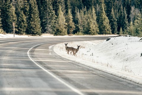 Wildlife on a winter road trip on the Icefields Parkway with lots of snow and ice, Banff National