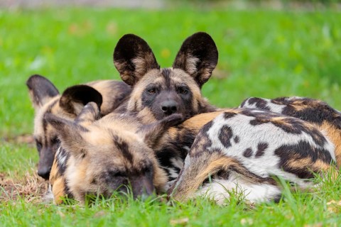 A pack of 4 African Wild Dogs, Lycaon pictus, rest on a green meadow