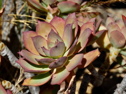 Close-up of a succulent plant, the Canary Island rose (Aeonium percarneum), with pink and green