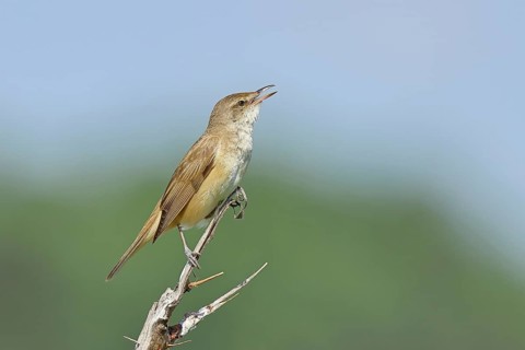 Great Reed Warbler (Acrocephalus arundinaceus) with open beak, singing, twittering, sitting on a