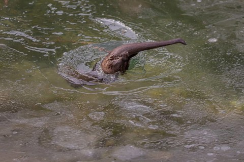 One Eurasian otter (Lutra lutra), plunging into a frozen river between the ice