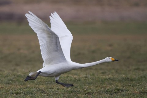 Whooper Swan (Cygnus cygnus) flying, North Rhine-Westphalia, Germany