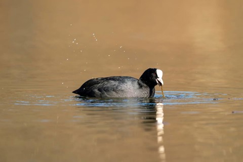 Eurasian Coot (Fulica atra), Vulkaneifel, Rhineland-Palatinate, Germany