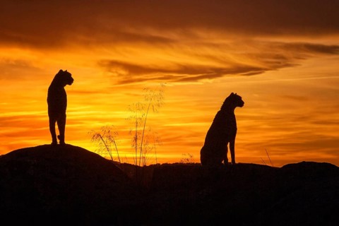Cheetah (Acinonyx jubatus) captive, two females in sunset, Castile-La Mancha, Spain