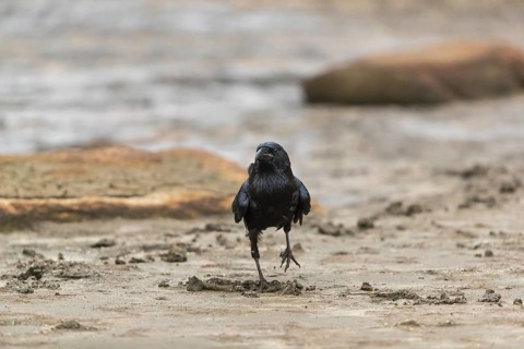 One common raven (Corvus corax) walking on a dry lakeshore on an autumnal misty cold morning