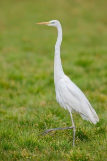 Silberreiher, Ardea alba Great Egret, Ardea alba