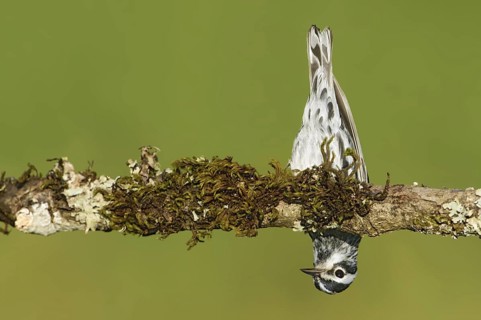 Black-and-white Warbler (Mniotilta varia), Texas, USA