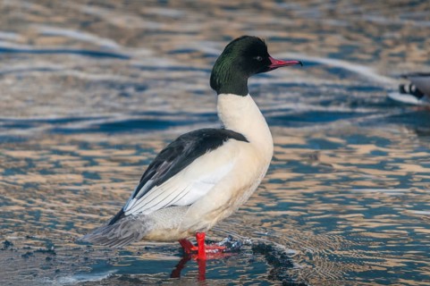 Goosander, goose säger, mergus merganser, anatidae, birds, duckbirds, male, sawyer, birds,