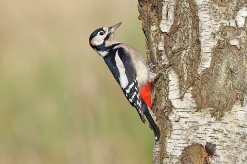 Great spotted woodpecker (Dendrocopus major), male, foraging on the trunk of a common birch (Betula