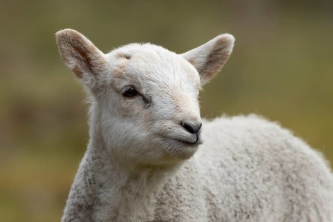 Domestic sheep (Ovis aries) juvenile baby lamb farm animal head portrait in spring, England, United