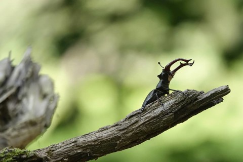 Fascinating stag beetle (Lucanus cervus), insect of the year 2012, June, Saxony, Germany
