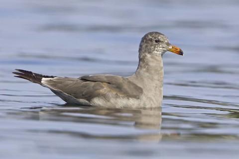 Heermann's Gull (Larus heermanni), British Columbia, Canada
