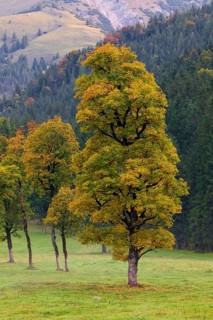 Nature conservancy area Grosser Ahornboden. Sycamore maple trees, Acer pseudoplatanus, in autumn.