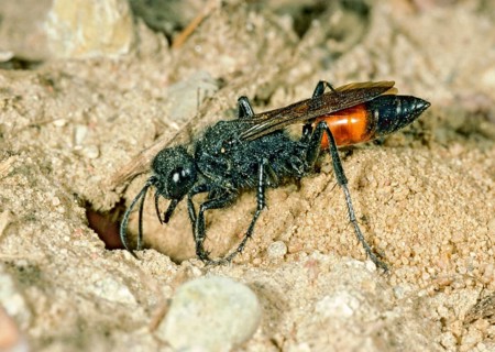Bristly sand wasp, hairy sand wasp, hymenoptera, short-stalked sand wasps, Podalonia hirsuta,