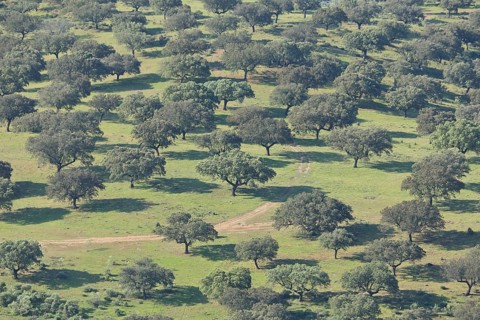 Green dehesa with rocky oaks, view from above, path, trees, monochrome, grove, Monfragüe,