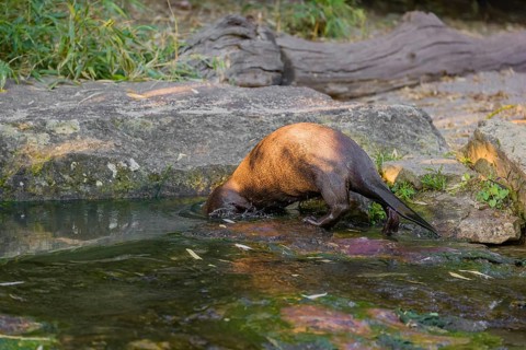 A giant otter or giant river otter (Pteronura brasiliensis) stands on a mossy rock by a small