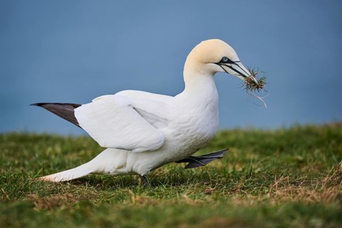 Northern gannet (Morus bassanus) on the cliff with nesting material in the beak, wildlife,